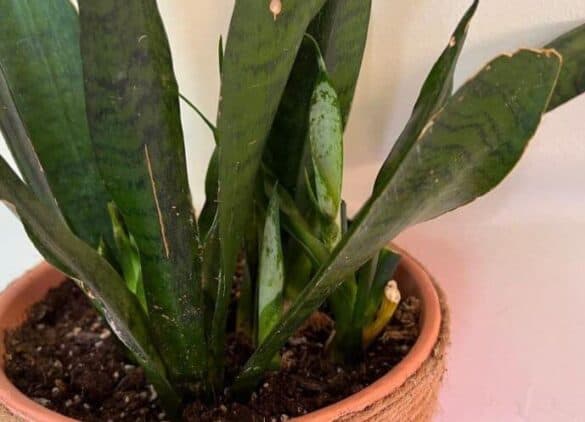 My Snake Plant Is Dying What Do I Do A Friendly Gardener