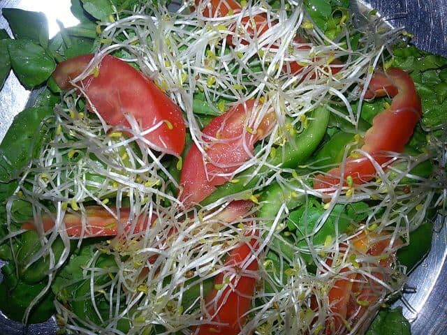 Alfalfa in a salad with tomatoes and green peppers
