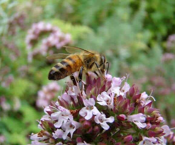 Bee on a thyme flower