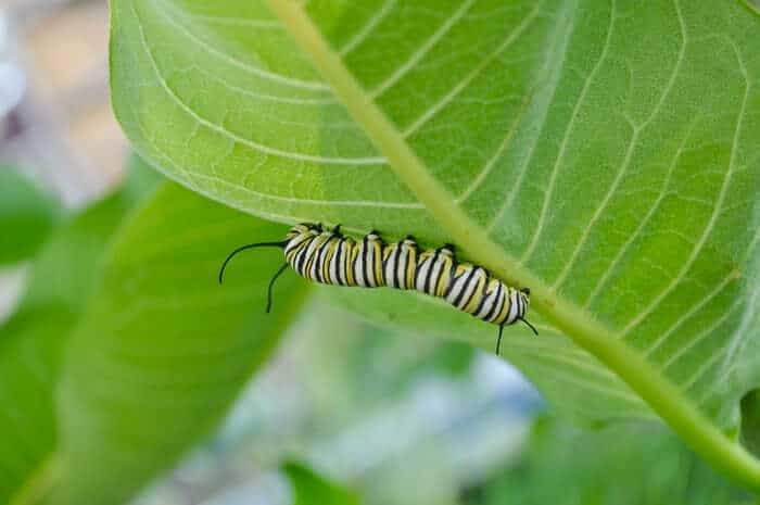 Black and white caterpillar on a leaf
