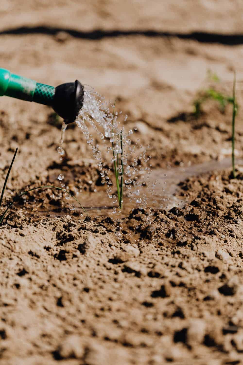 Watering plant in earth soil