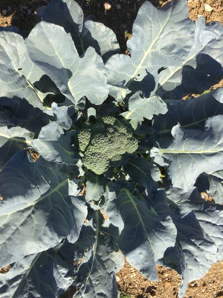 Broccoli with many leaves