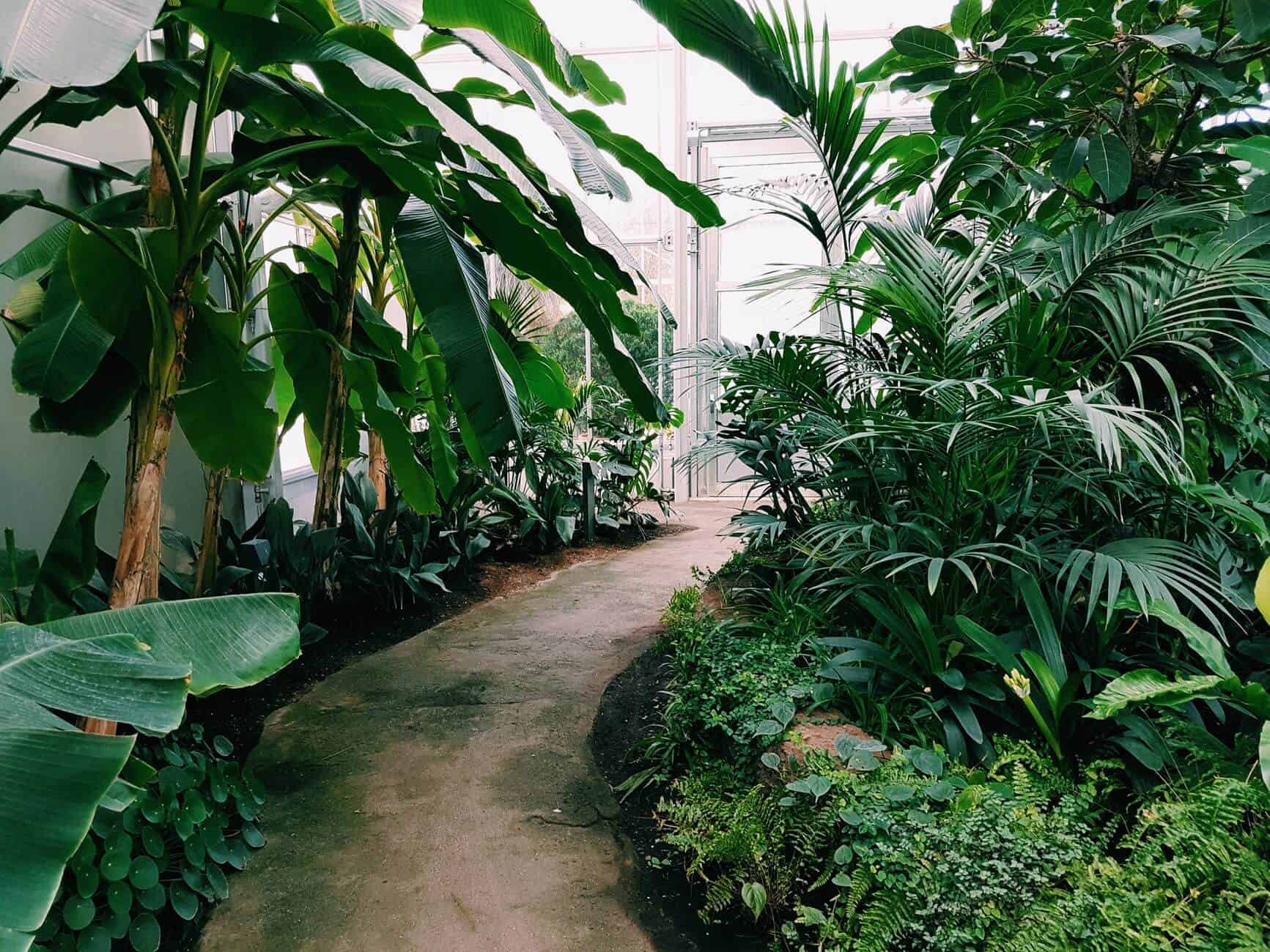 Plants and trees in a greenhouse with an alley in the middle
