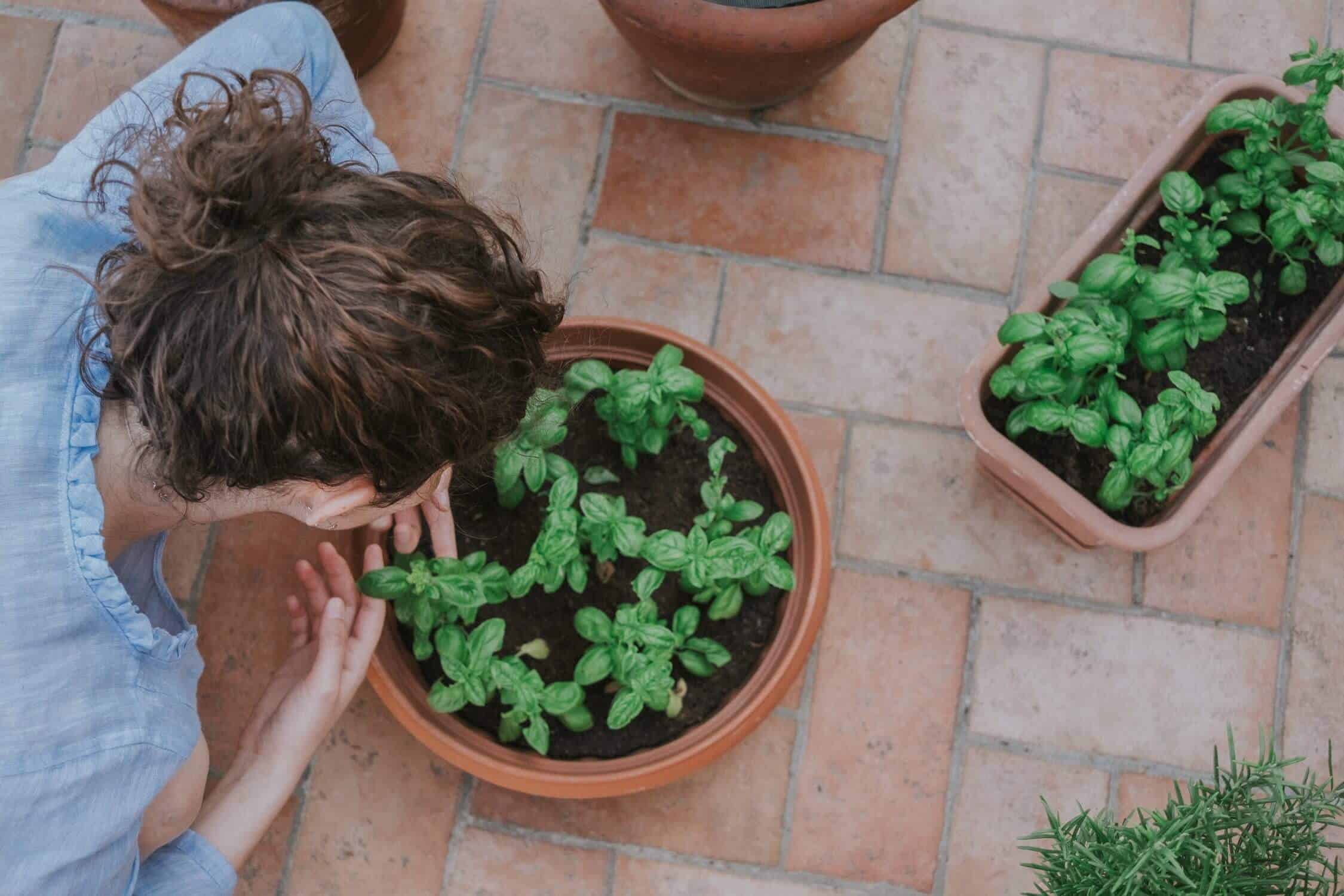 Woman looking at mint growing in pots