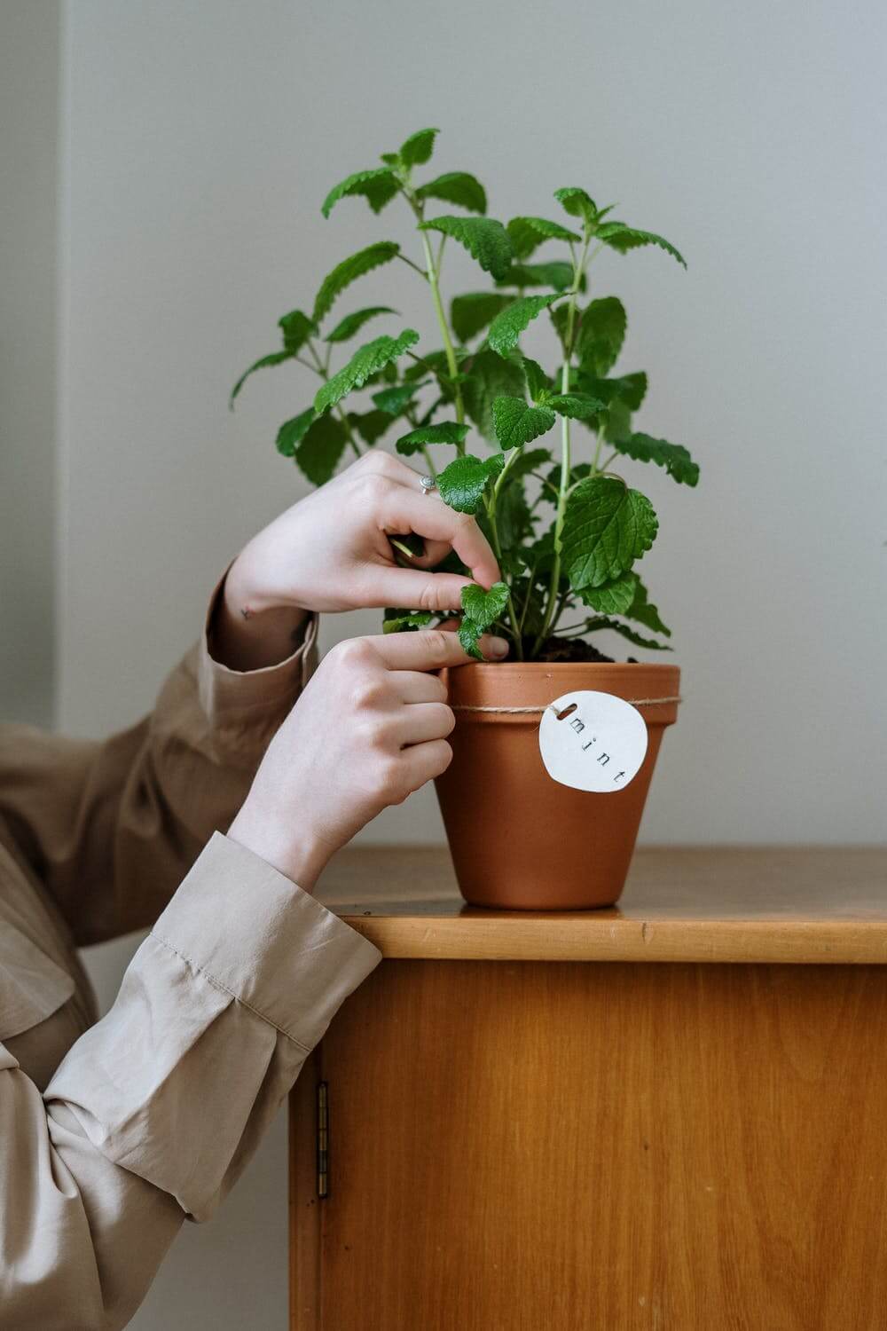 Hands touching at mint growing in a pot