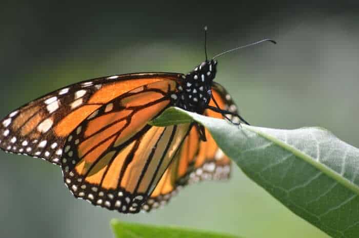 Monarch butterfly on a leaf