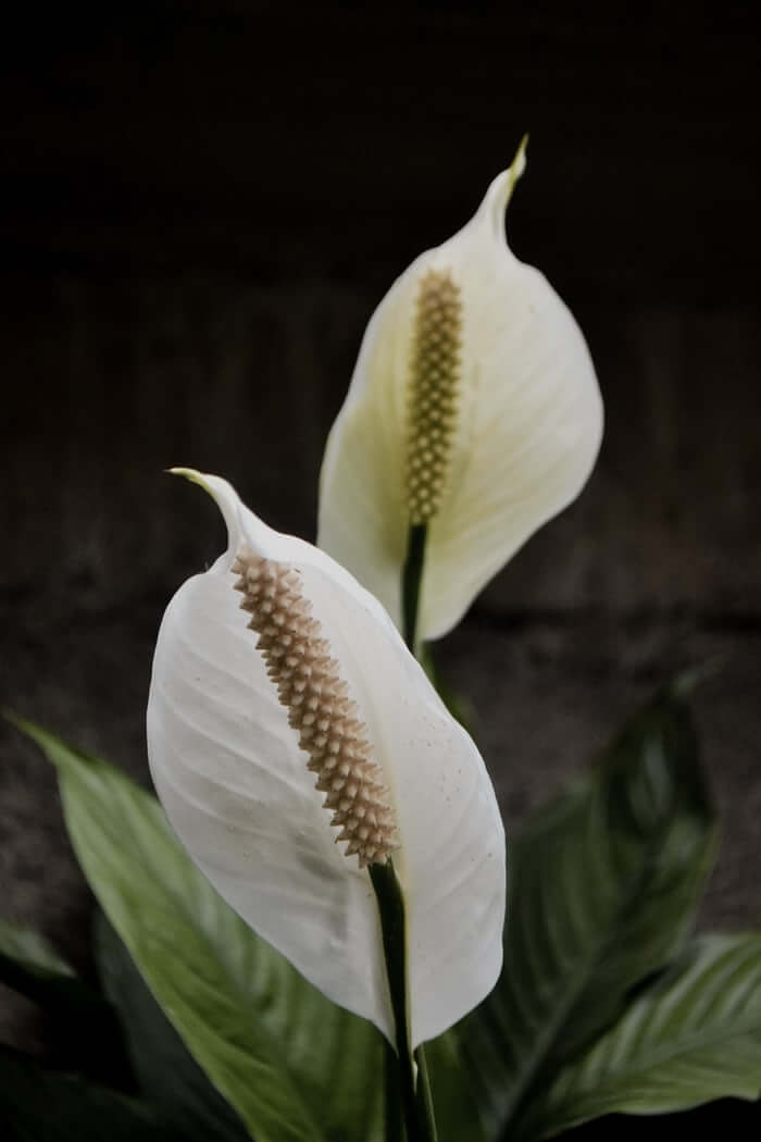 2 peace lily flowers