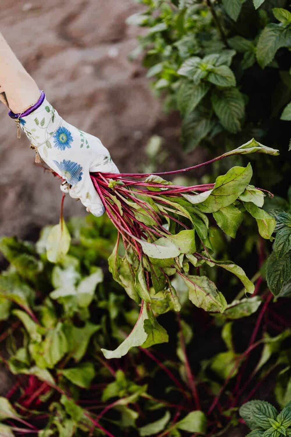 Hand with a glove planting beets