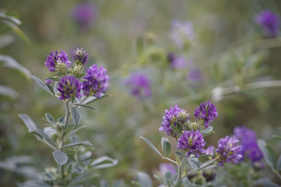 Purple alfalfa