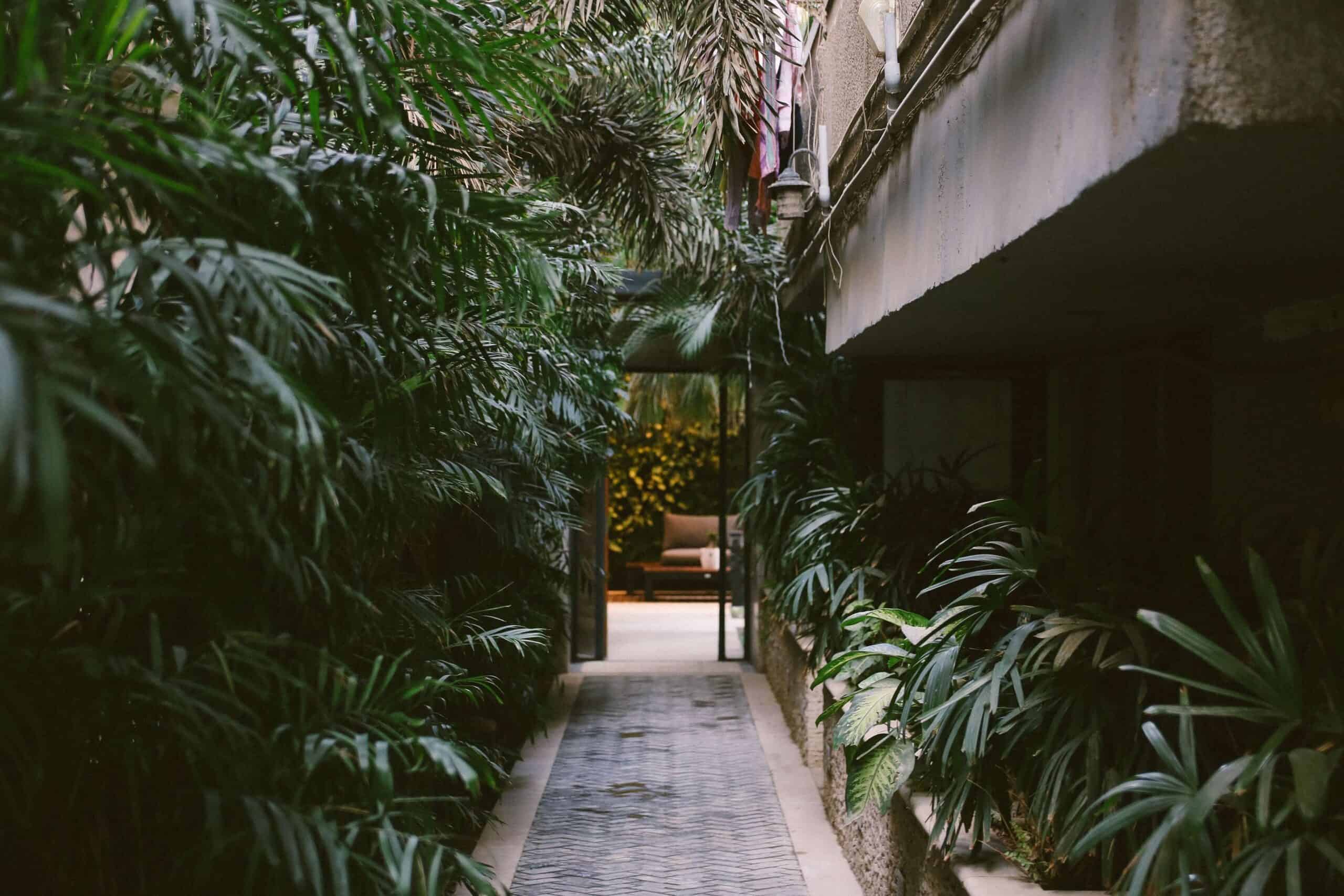 Tropical plants in a narrow alley next to a house