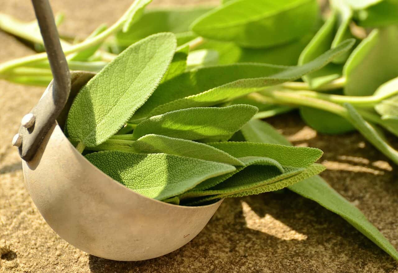 Sage in a spoon
