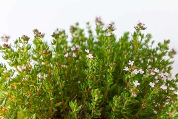 Thyme and flowers