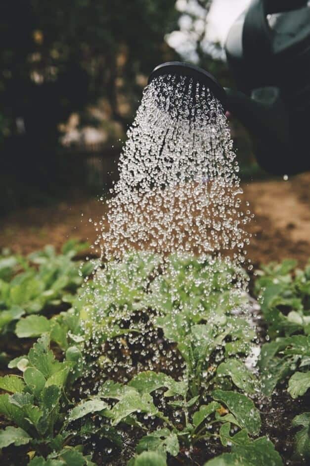 Water dripping from a watering can on plants