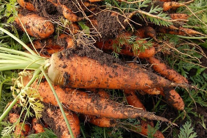 Carrots with soil on them