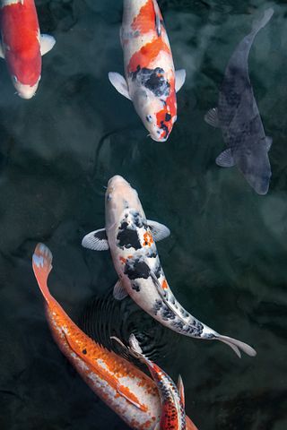 5 Goldfish in a koi pond