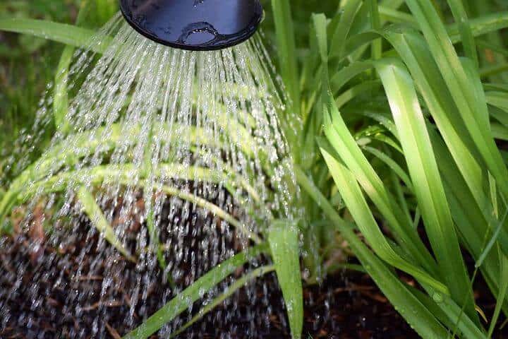 Watering plants in the garden with water can