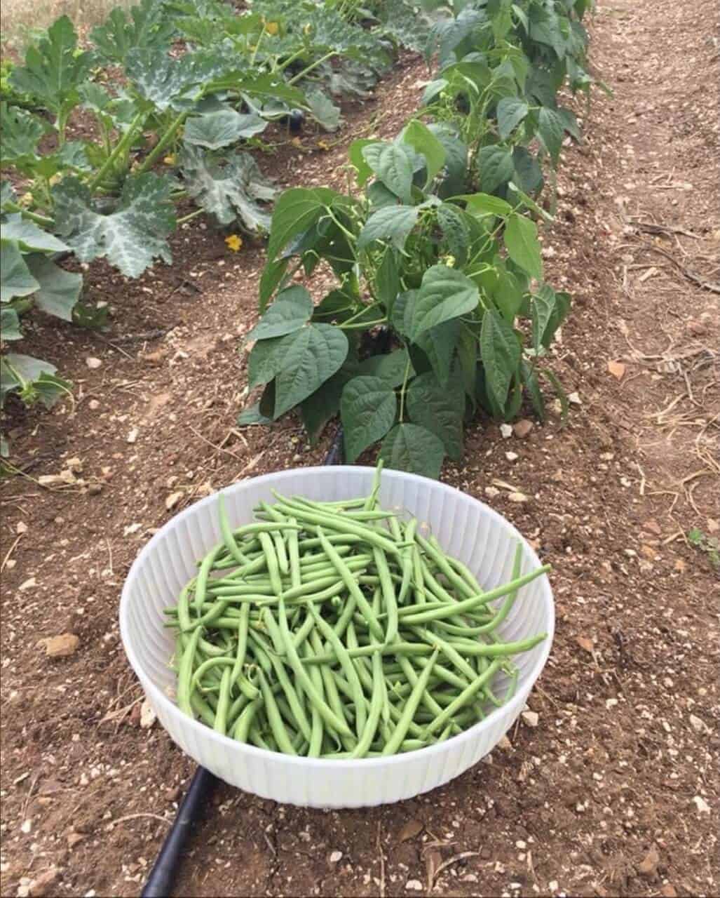 Green Beans in a garden