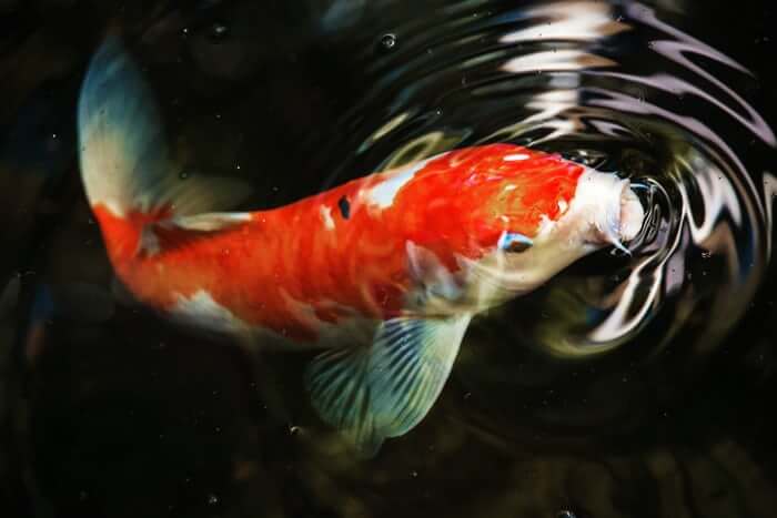 Goldfish in a koi pond