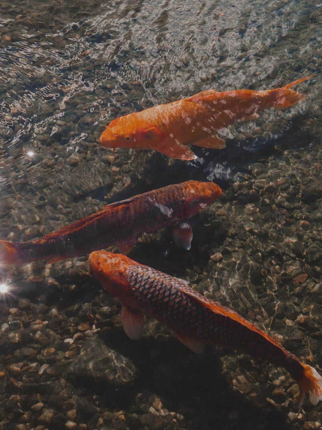 Orange koi fish swimming