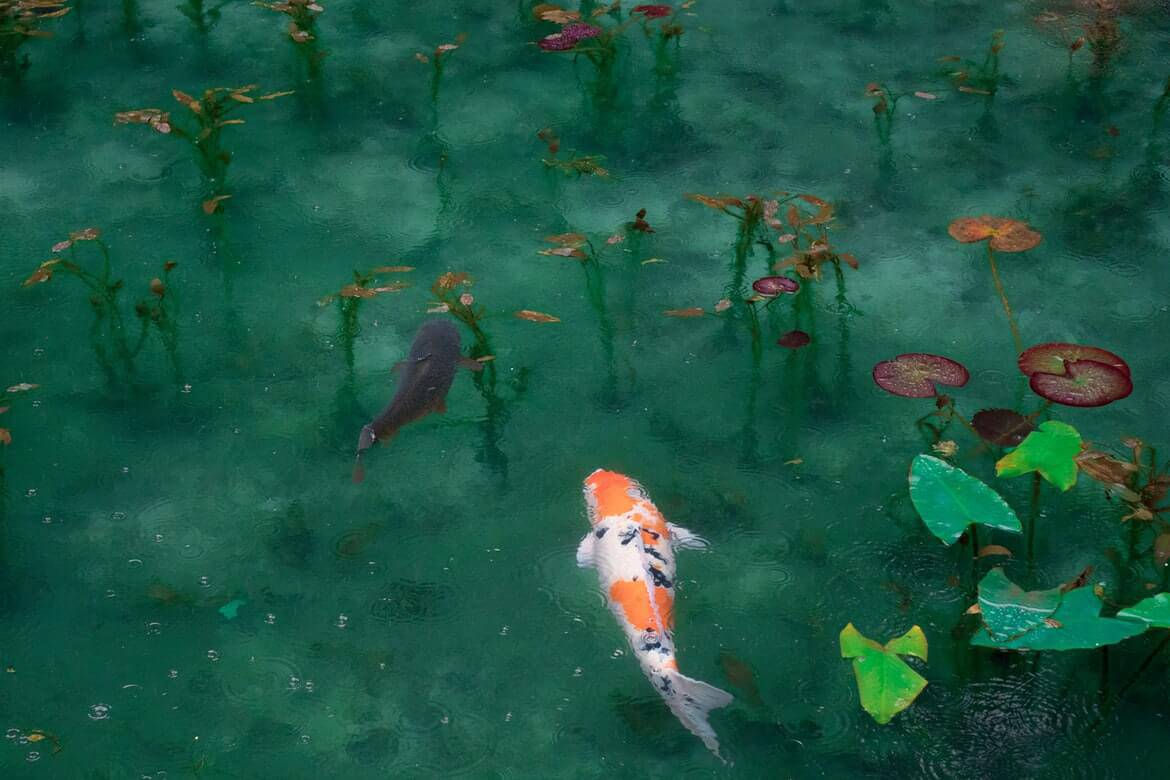 Koi fish in a koi pond