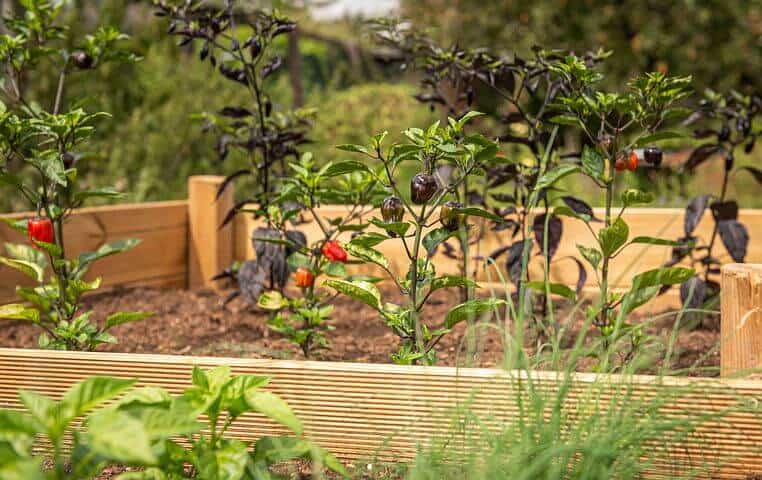 Raised garden bed with sprouts