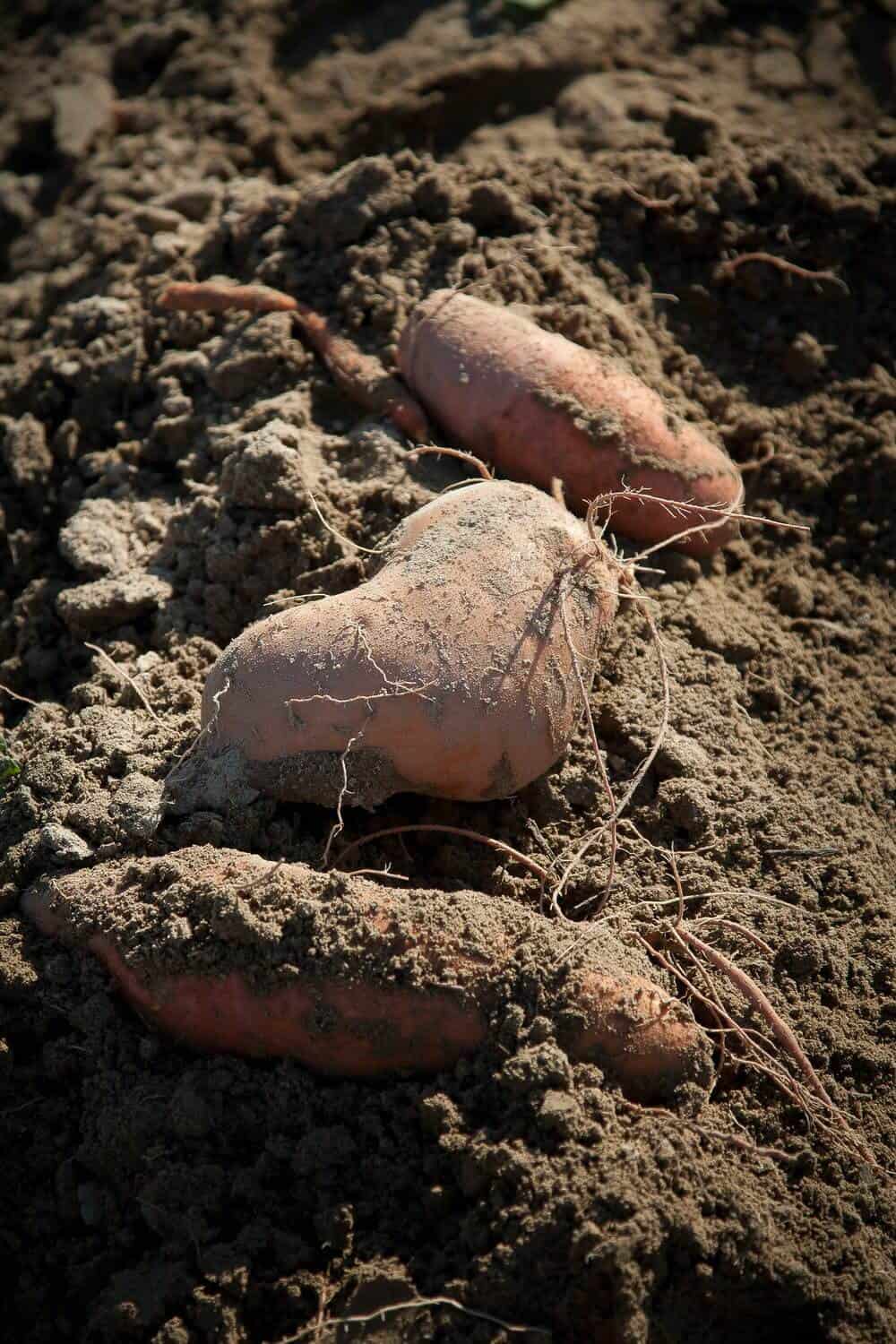 Sweet potatoes in earth