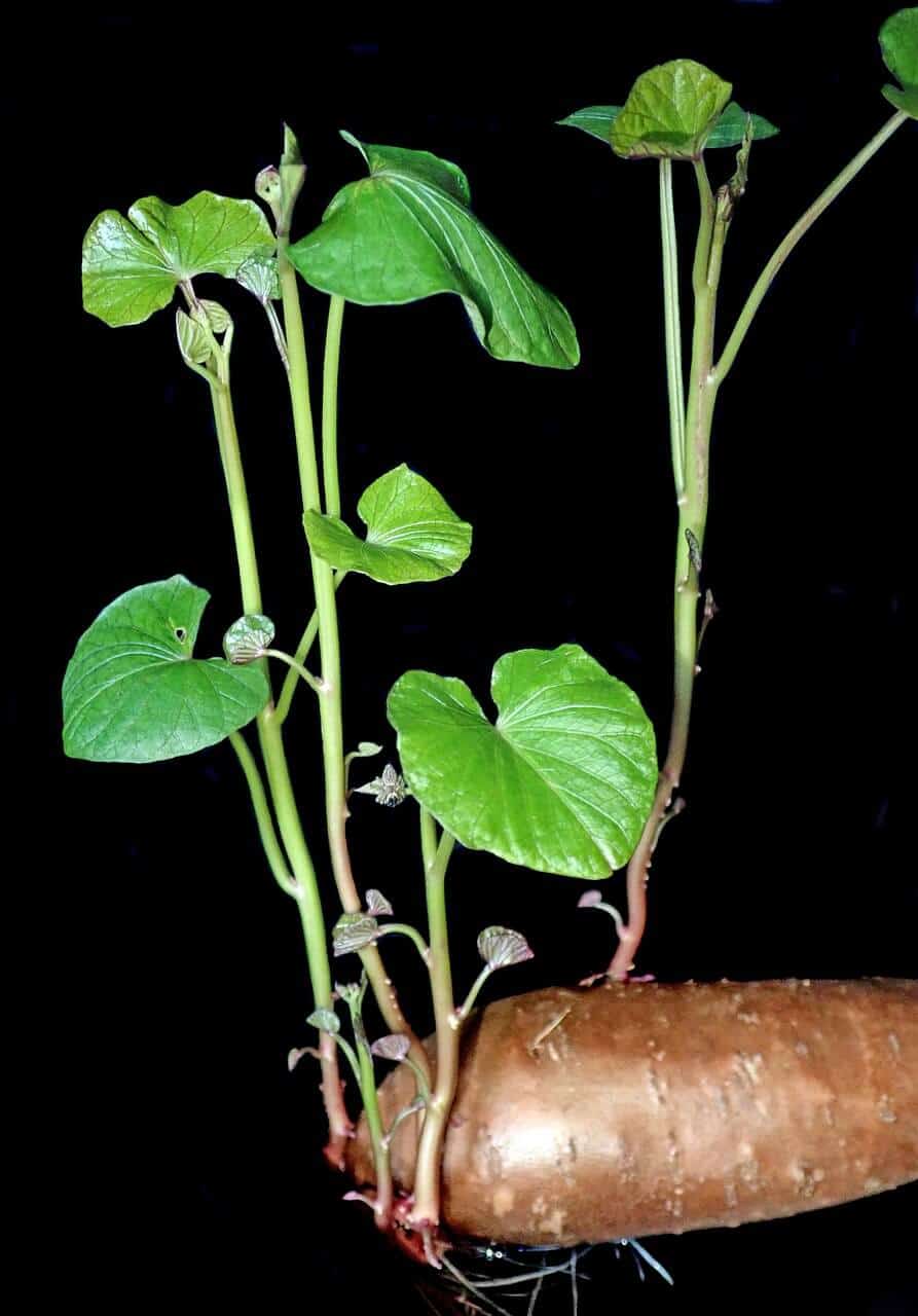 Sweet potato with roots