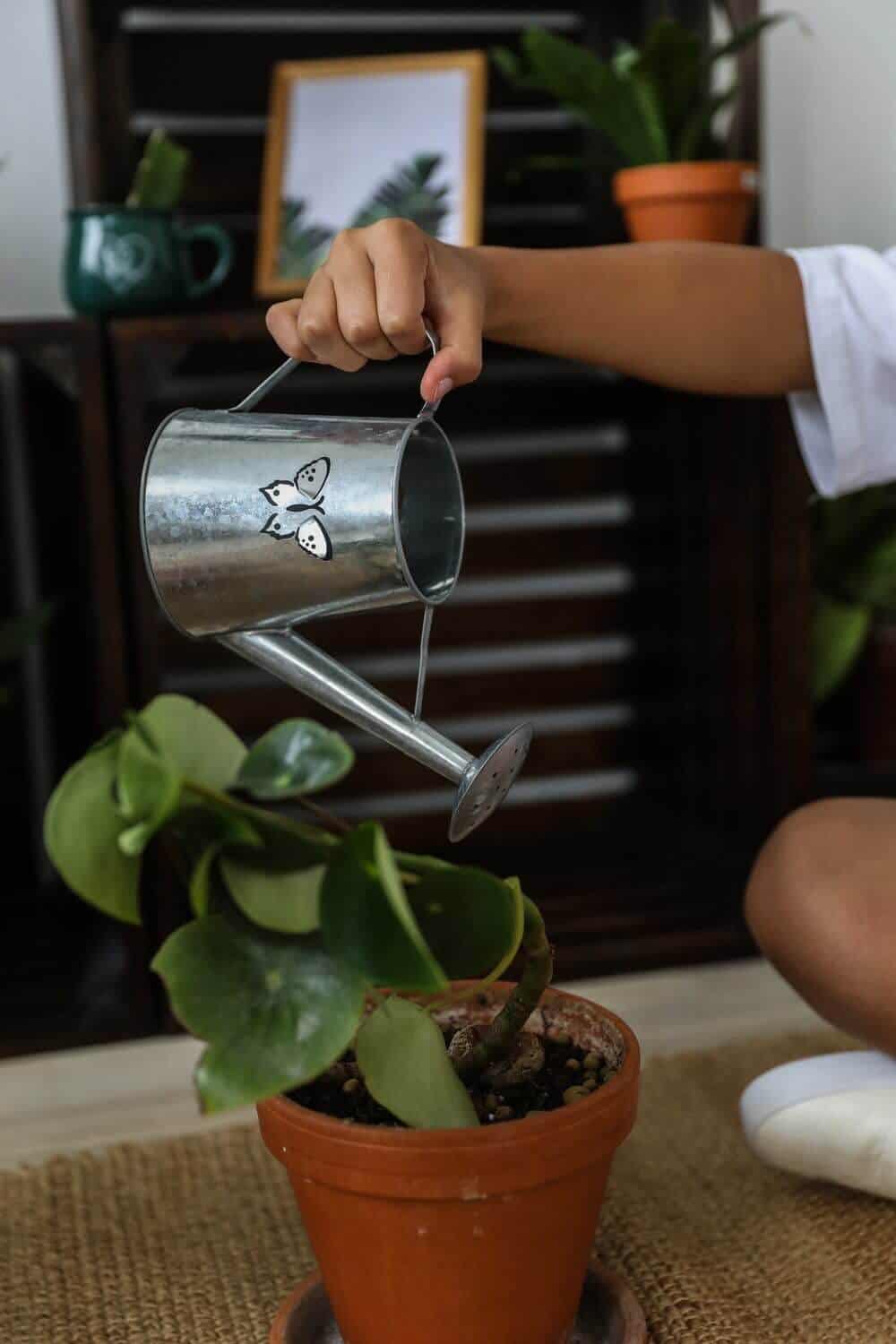 Watering plants in a pot with water can