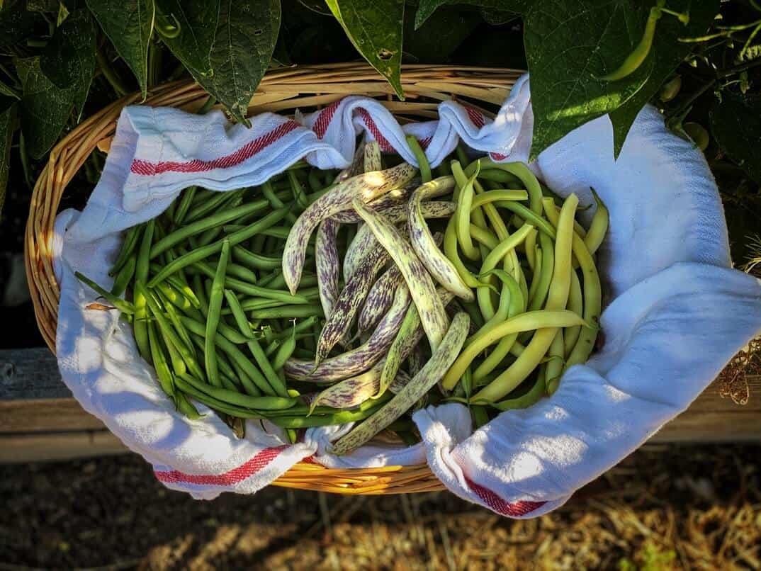 Variety of green beans