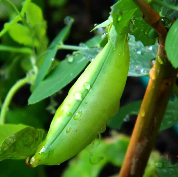 Green bean growing