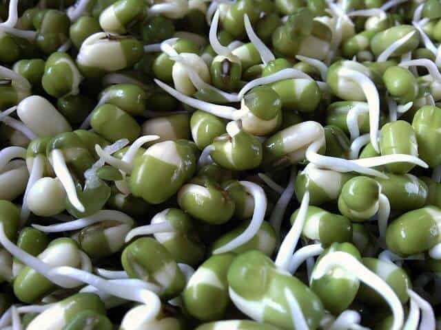 Green bean seeds