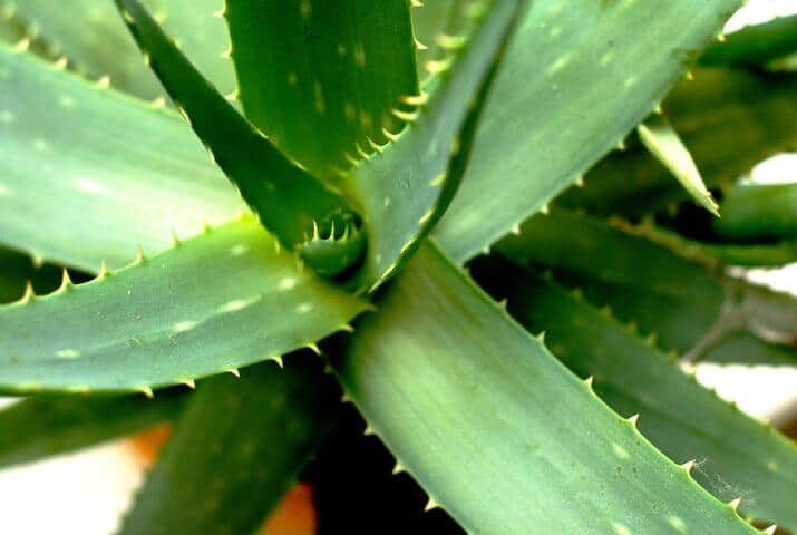 Aloe vera spikes