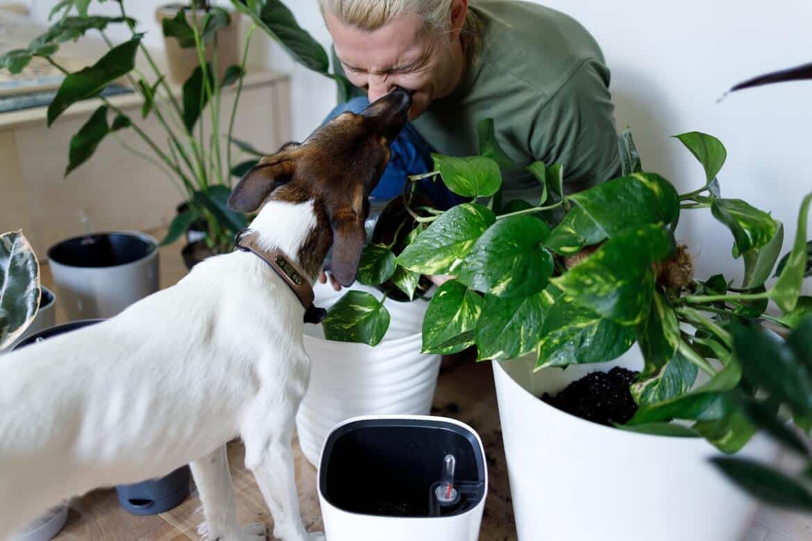 Appartment gardening with dog