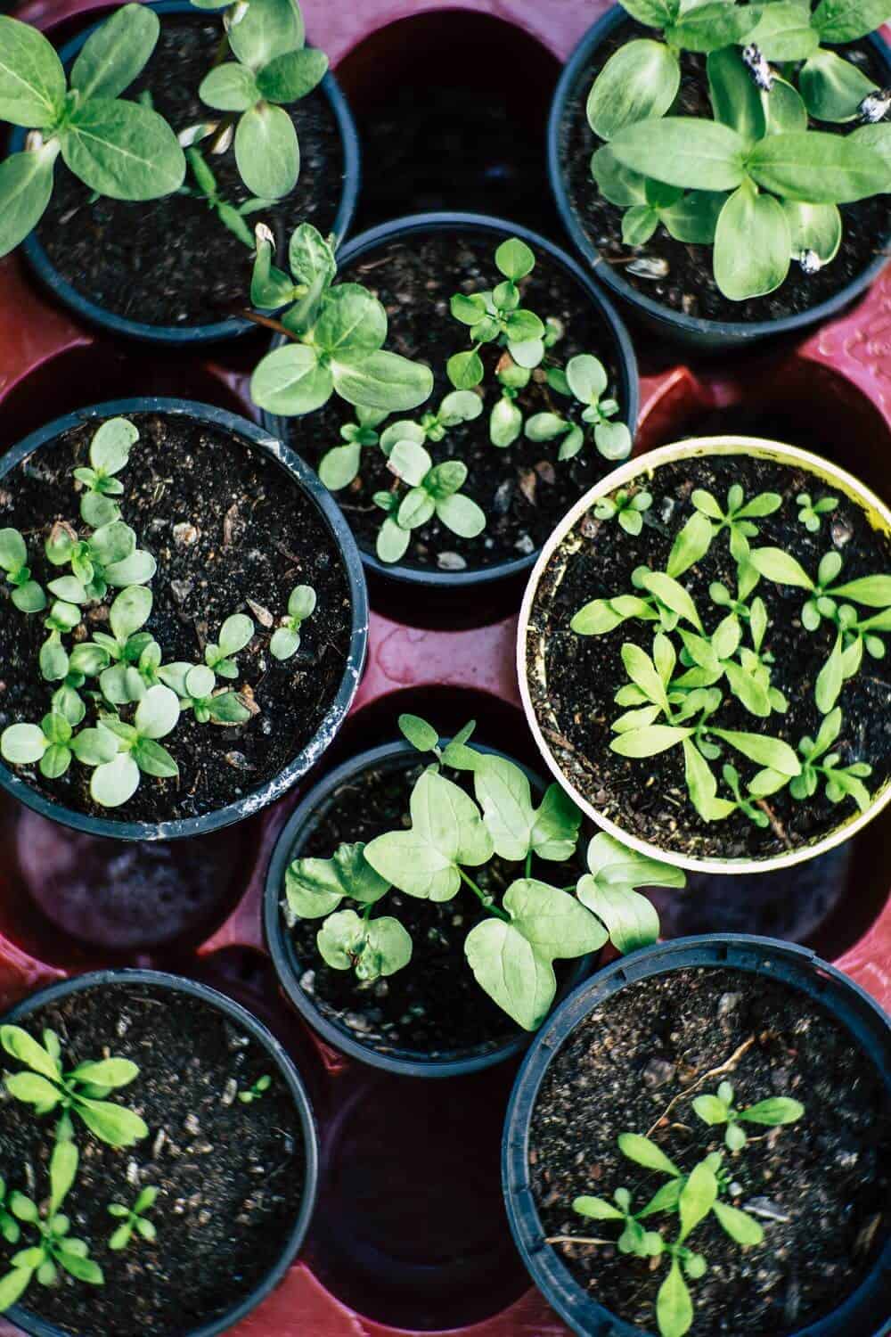 Basil growing in pots