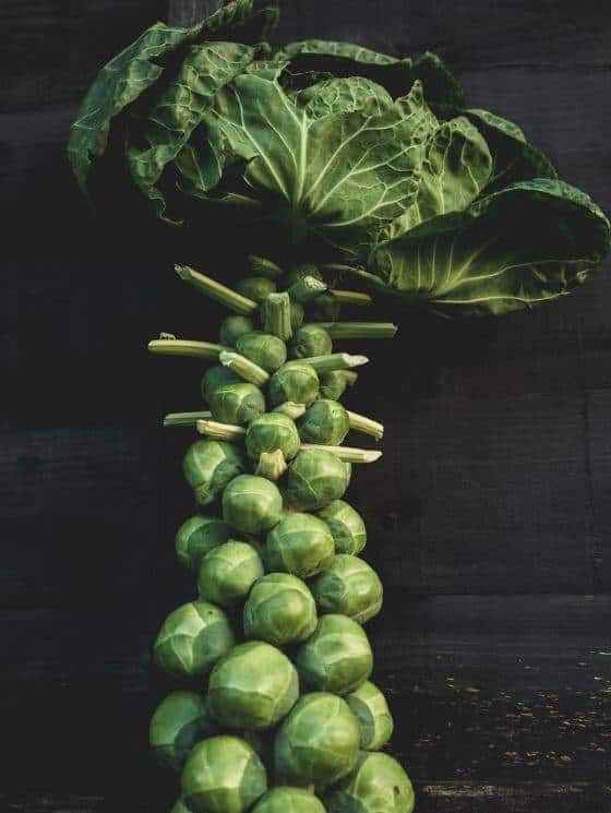 Brussels sprouts plant