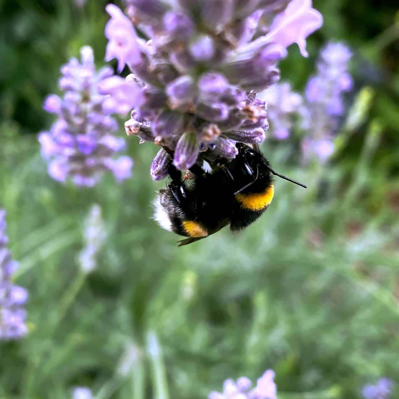 Bumble bee on levender flower