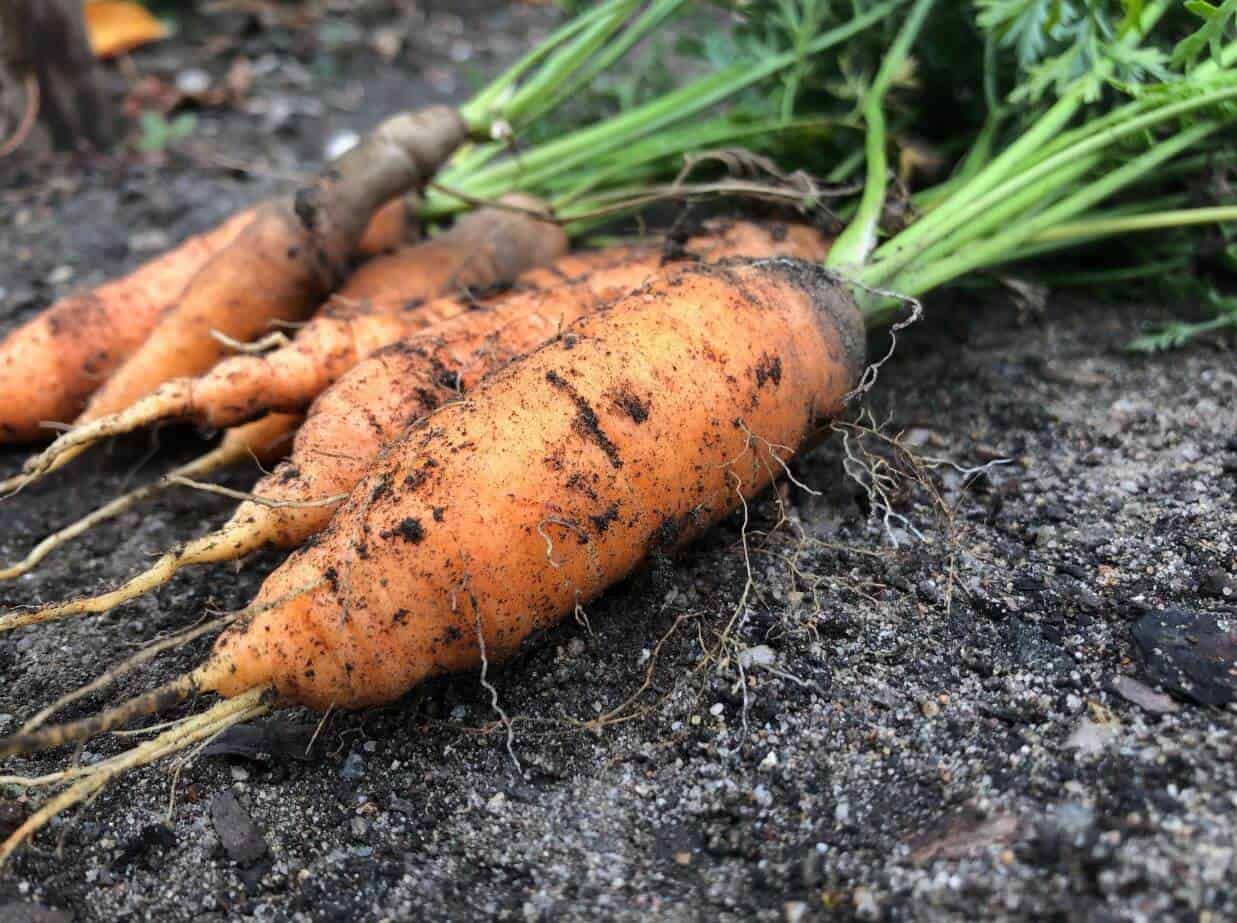 Freshly harvested carrots in soil
