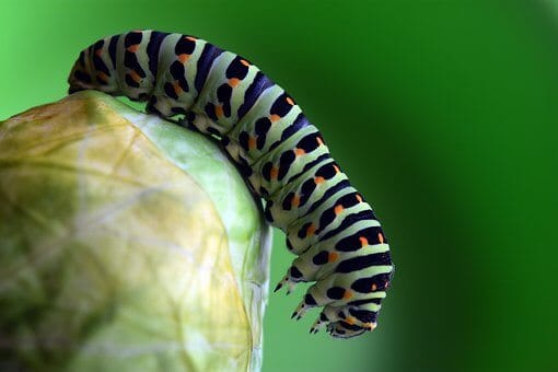 Caterpillar on a leaf