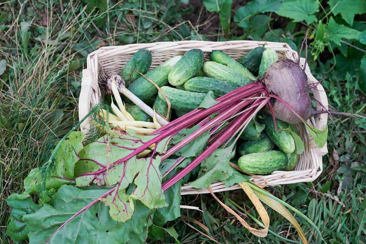 Cucumbers in a basket with beetroot