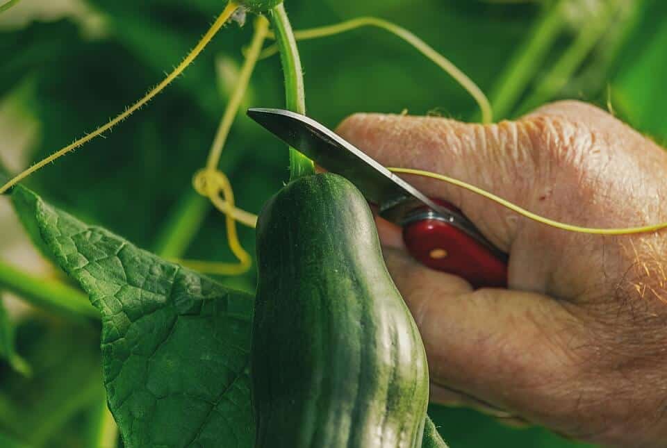 Hand holding a knife harvesting a cucumber