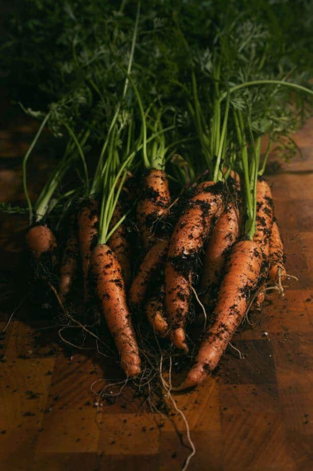 Fresh carrots covered in soil