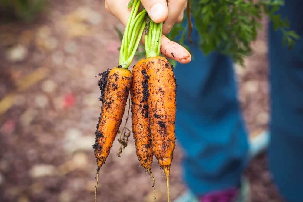 Hand holding fresh carrots