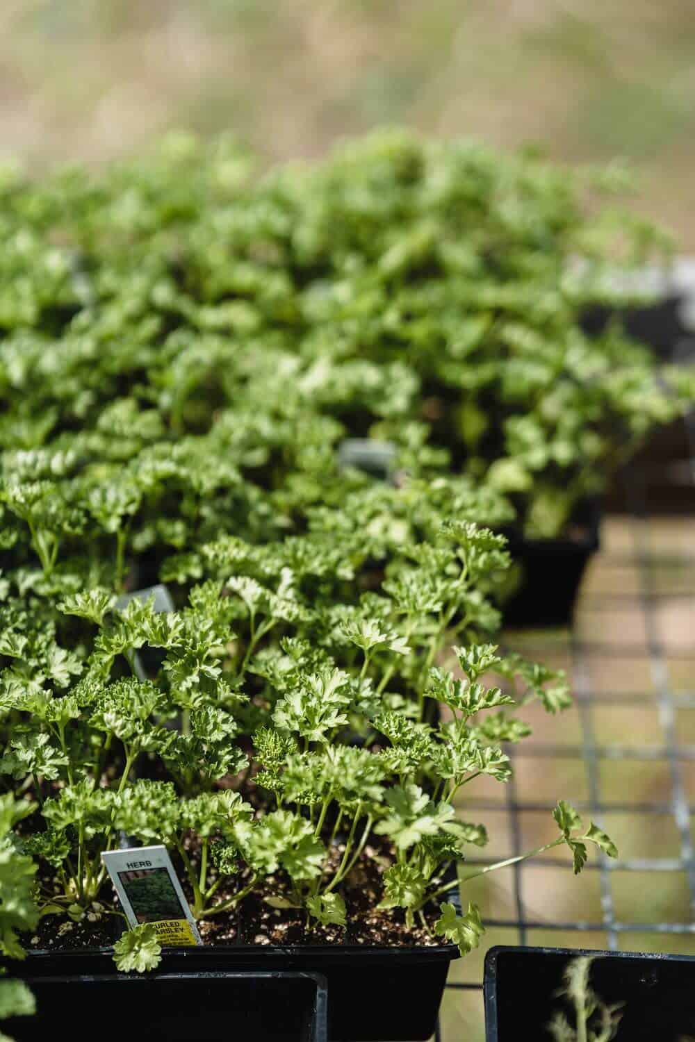 Growing parsley in containers