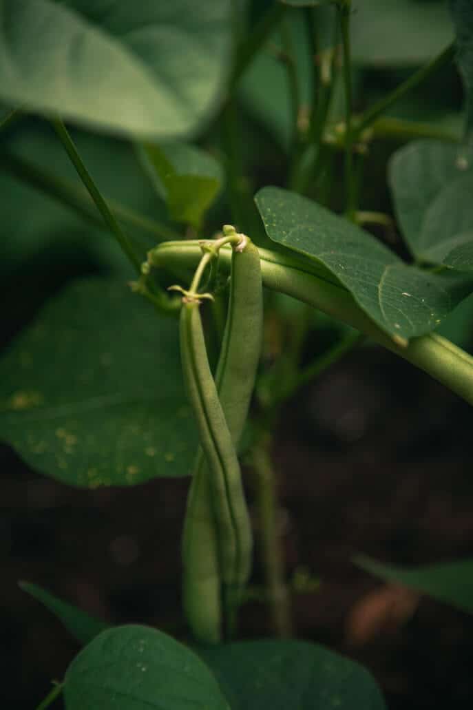 Peas growing with leaves