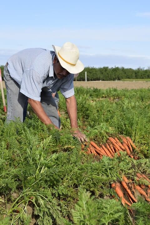 Farmer growing carrots in a field