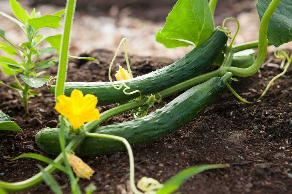 Growing cucumber in soil