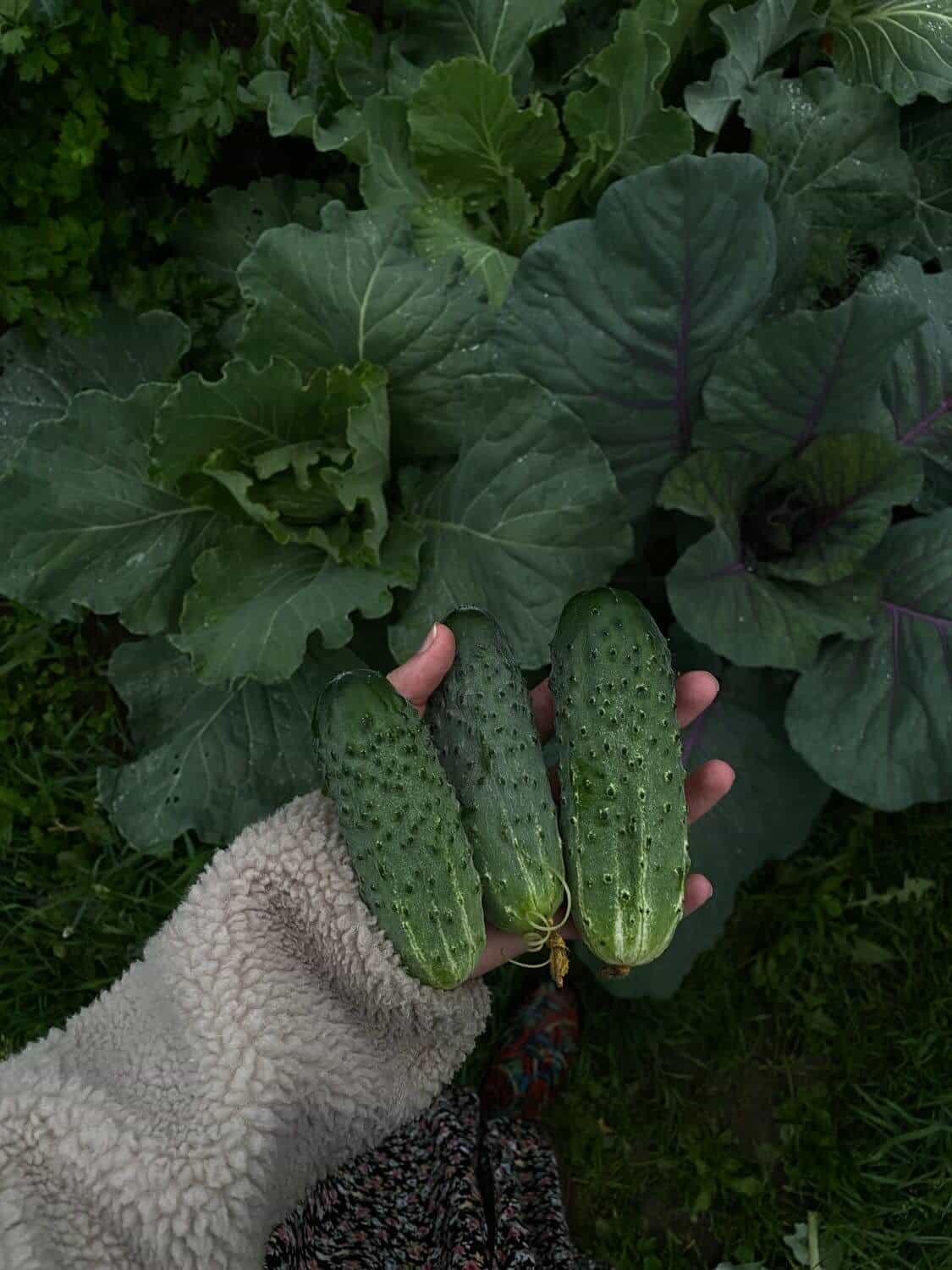 Hand holding harvested cucumber