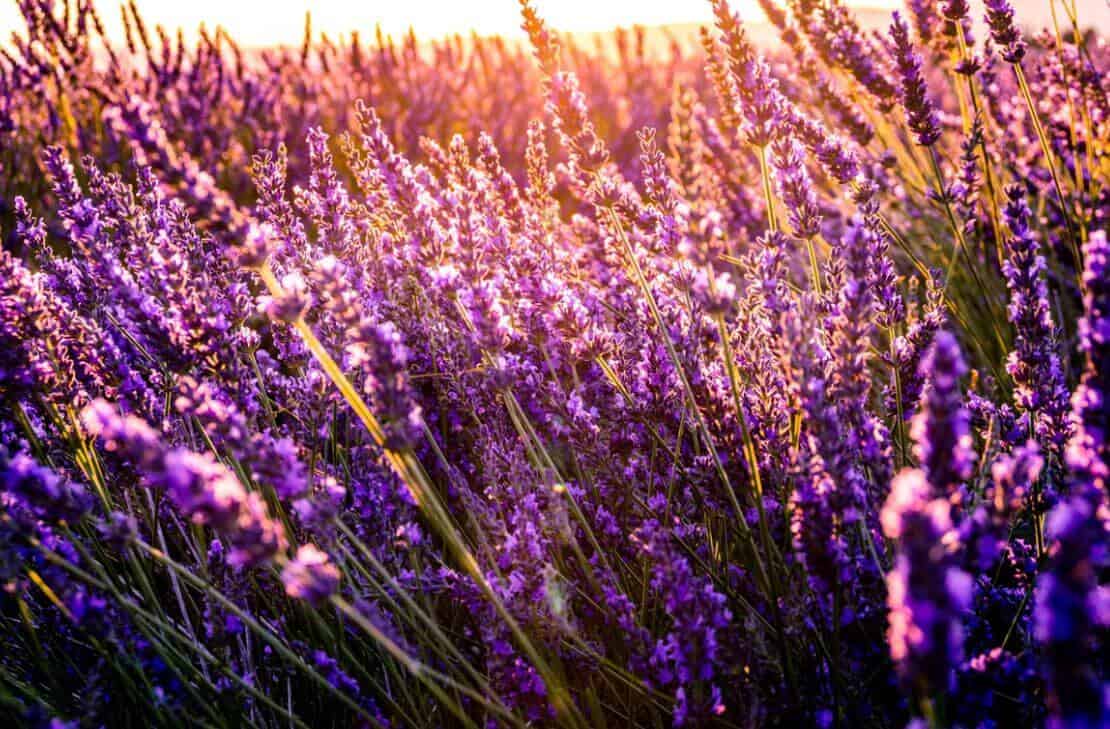 Lavender flowers with sun