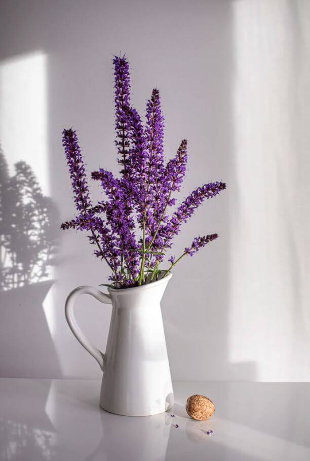 Lavender flowers in a pot