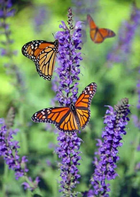 Lavender with monarch butterflies